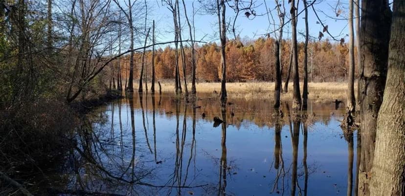 250+ AG LAND :TN RIVER BOTTOM.  NATURAL SLOUGH, DUCK, DEER AND TURKEY