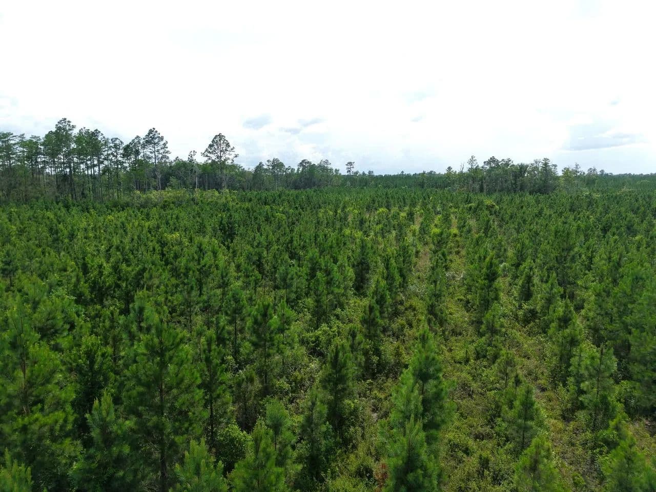 25.10 +/- Ac Land for Sale in Camden County, GA - White Oak, Georgia, 31568