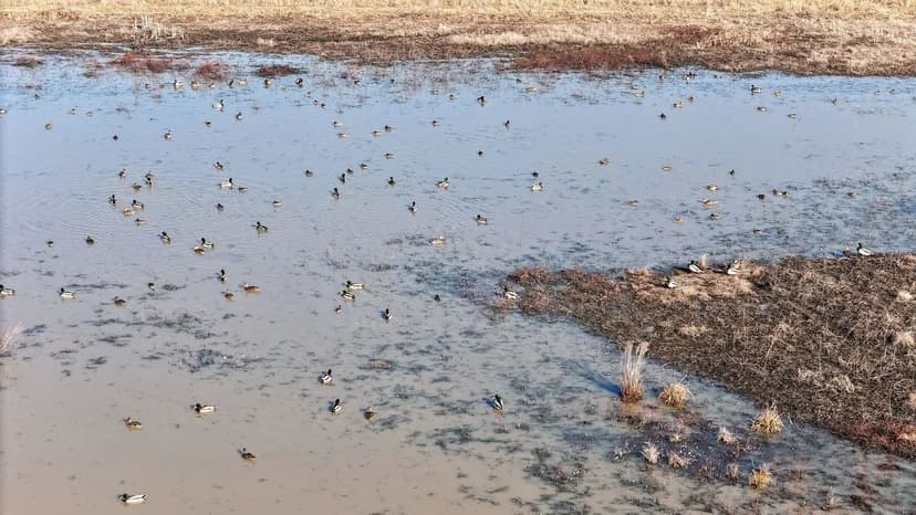 Waterfowl Hunting Farm for sale in New Madrid County, Missouri