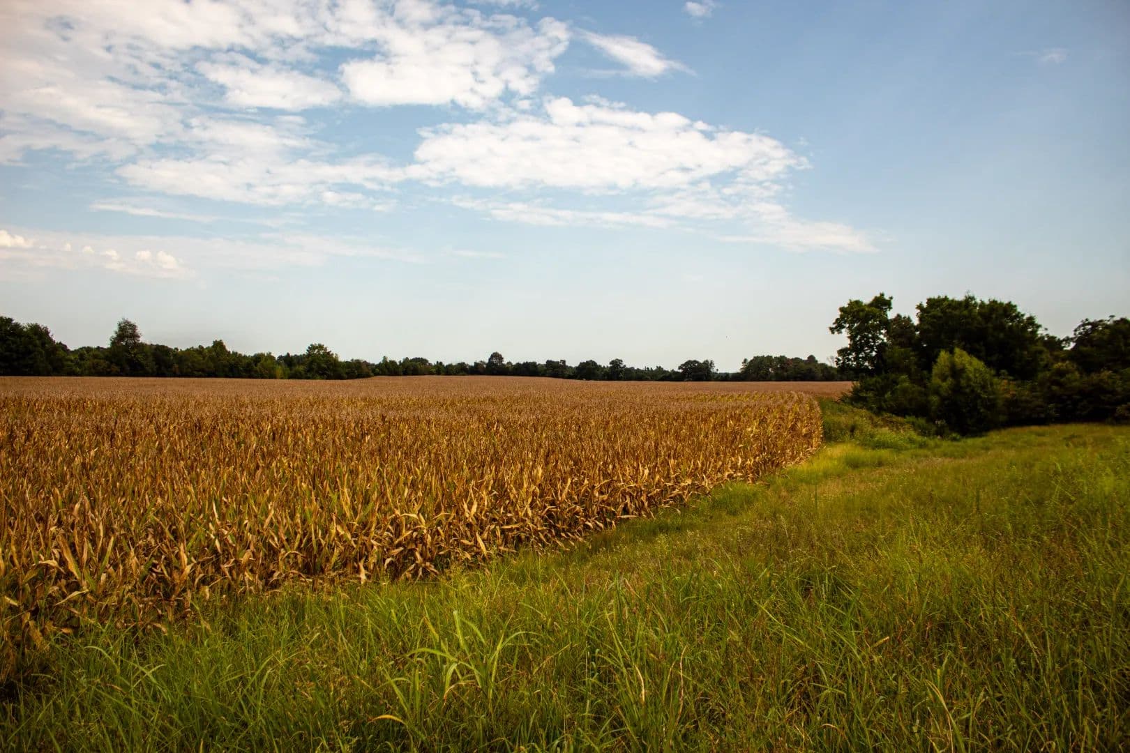 44.1 Acres (Tract 3) in Hardeman County, TN - Toone, Tennessee, 38381