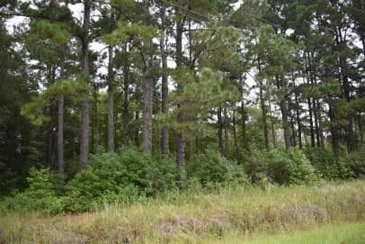 Vacant Land in Greeleyville - Greeleyville, South Carolina, 29056