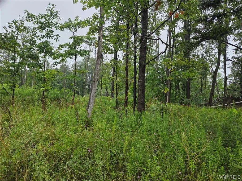 18.28 Acres of Land for Sale in Colden, NY - Colden, New York, 14033