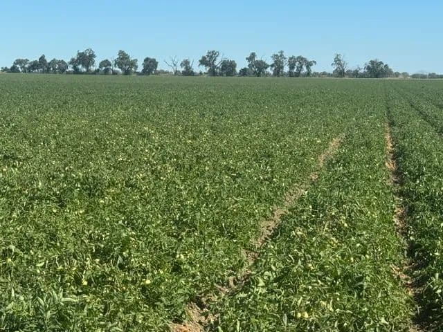 324 Acres of Farmland in Woodland, CA for Sale - Woodland, California, 95695