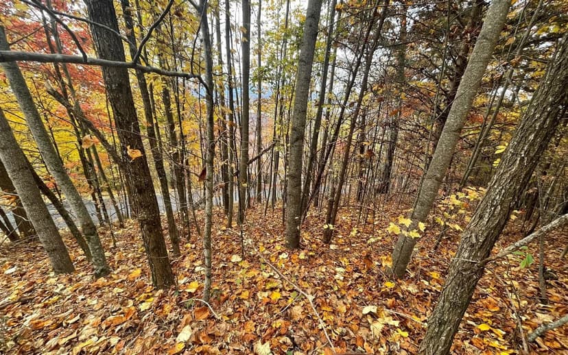 Lots & Land-Other in Hayesville