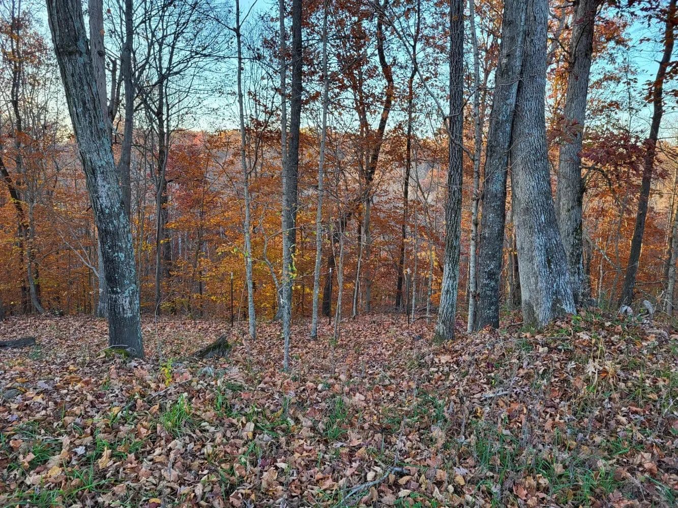 The Barren River Woodlands - Bowling Green, Kentucky, 42101