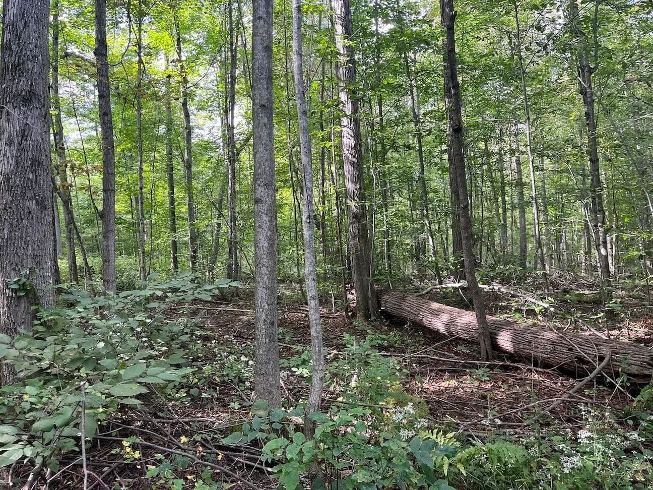 65 acres Hunting Land in the Finger Lakes Region in Springwater NY Liberty Pole Rd - Springwater, New York, 14560
