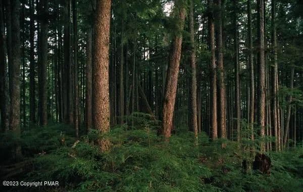 Lots & Land-Other in Albrightsville