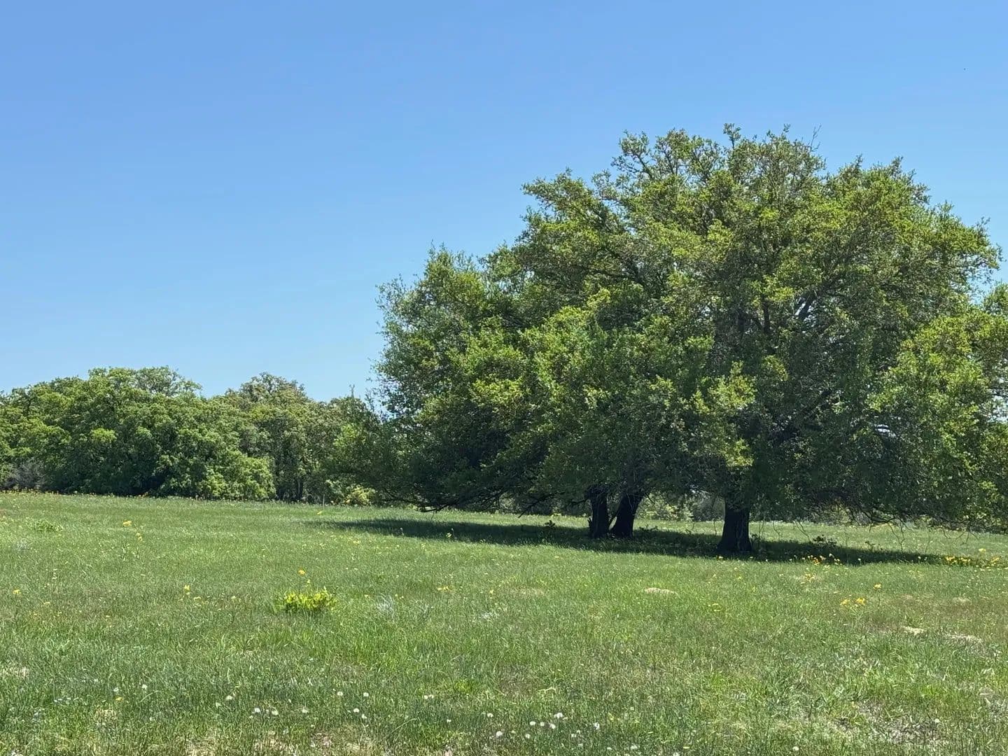 223.56 Acres of Land for Sale in Muldoon, TX - land for sale