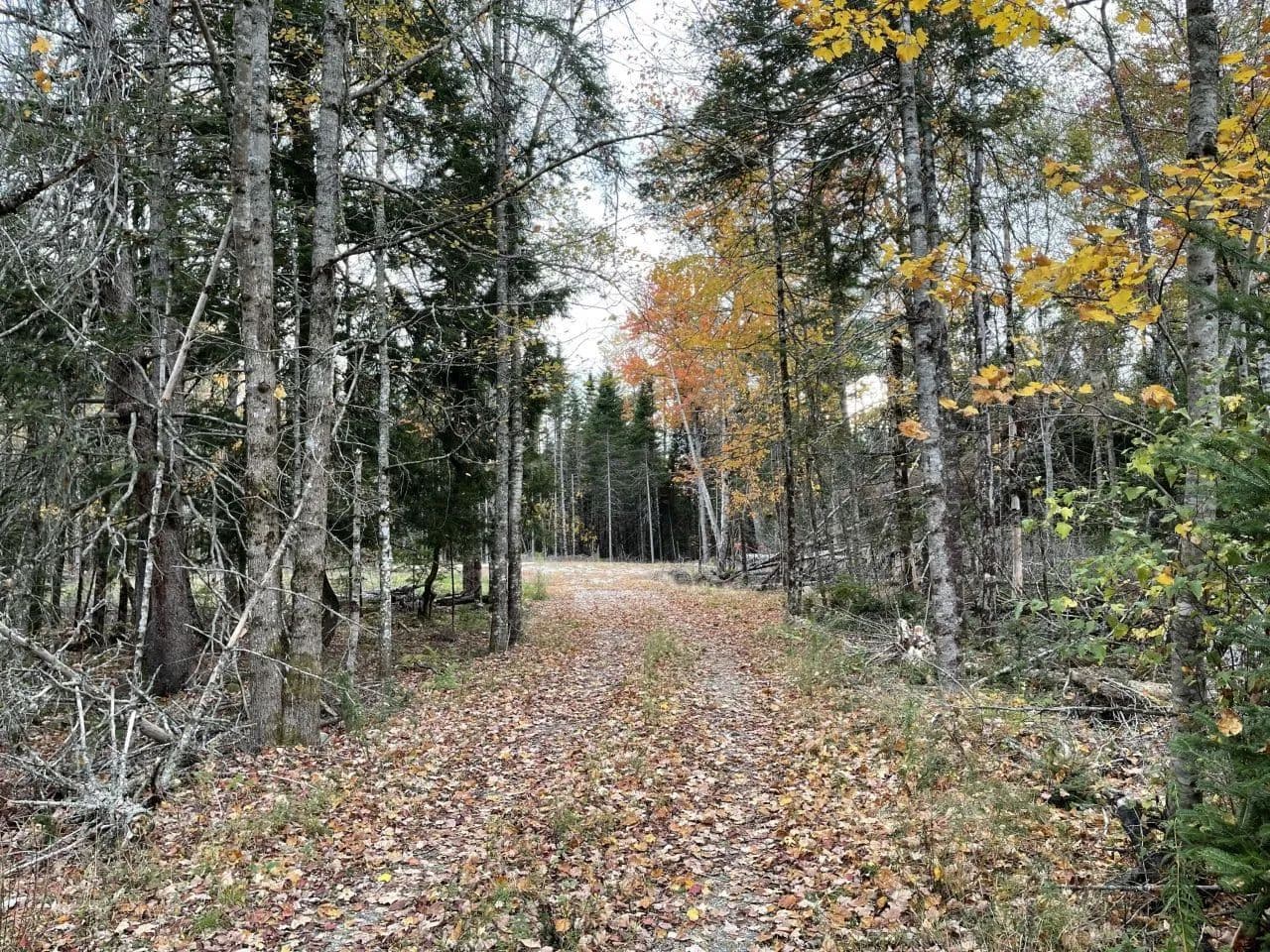 Land -Single Family Acreage in Mariaville - Mariaville, Maine, 04605