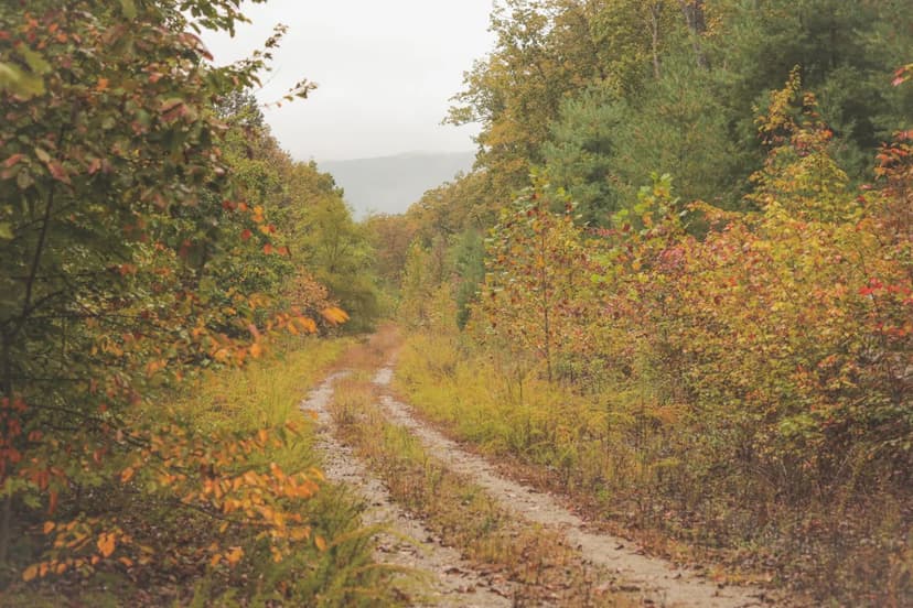 615 Acres in Morgan County, TN