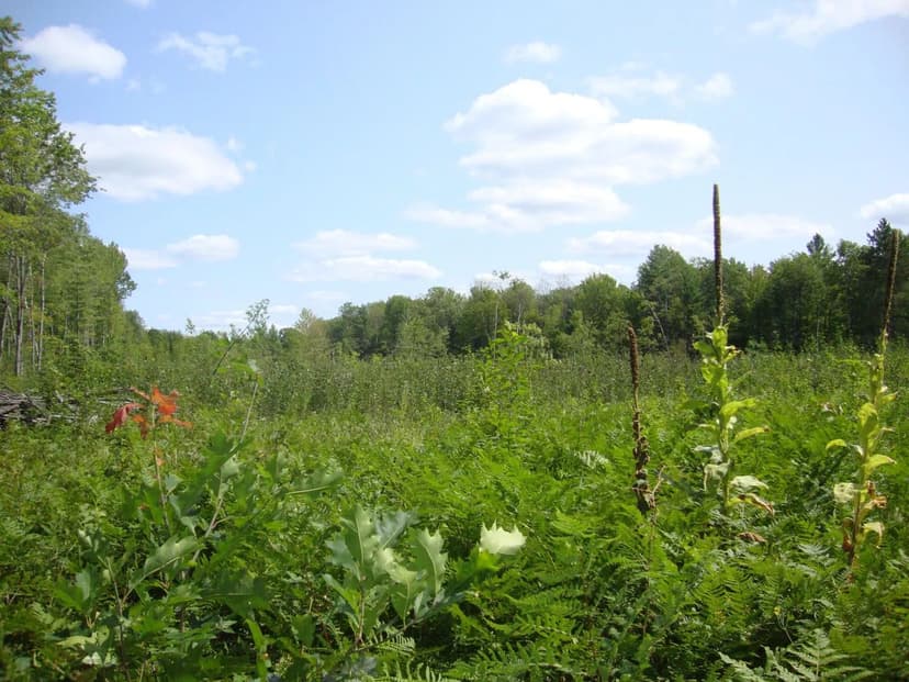 Vacant Land in Gaylord