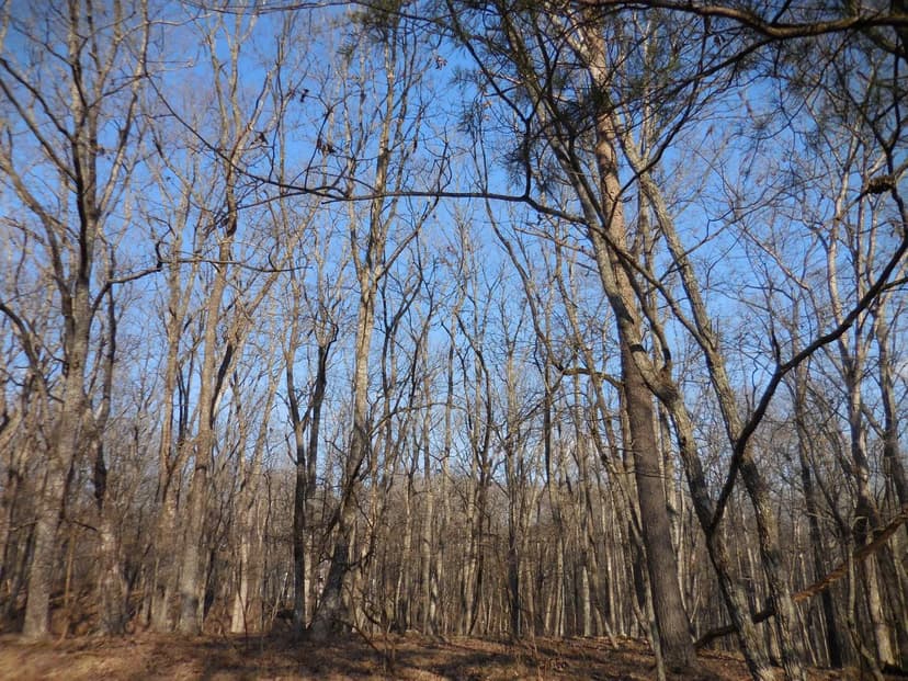 Lots & Land-Other in Crossville