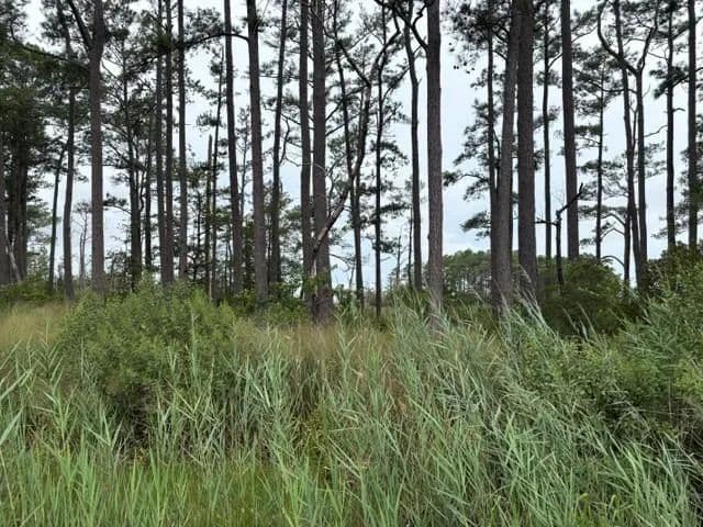 Land -Single Family Acreage in Bloxom - Bloxom, Virginia, 23308