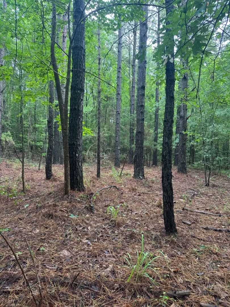 10 Acres in Sumter County, AL - Cuba, Alabama, 36907