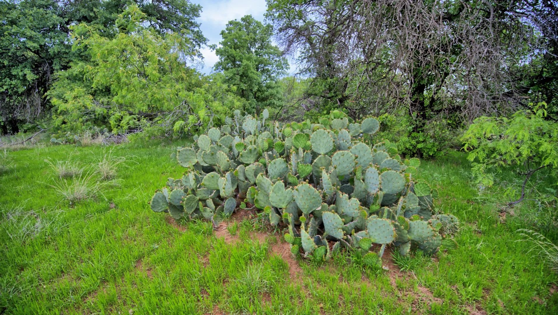 Watson Ranch - Windthorst, Texas, 76365