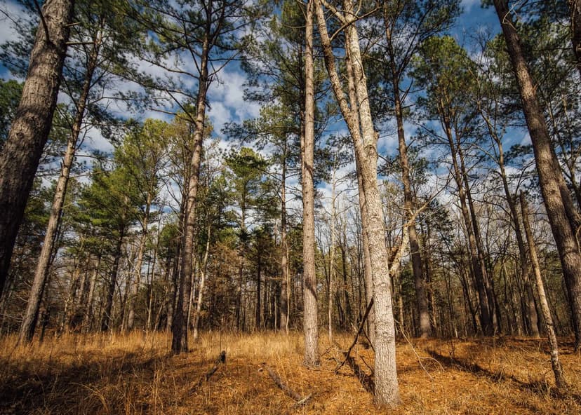 One Equity Share at Wilderness West in Holmes & Carroll Counties, MS 