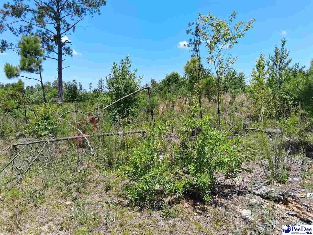 8 Acres of Land for Sale in Wallace, SC - Wallace, South Carolina, 29596