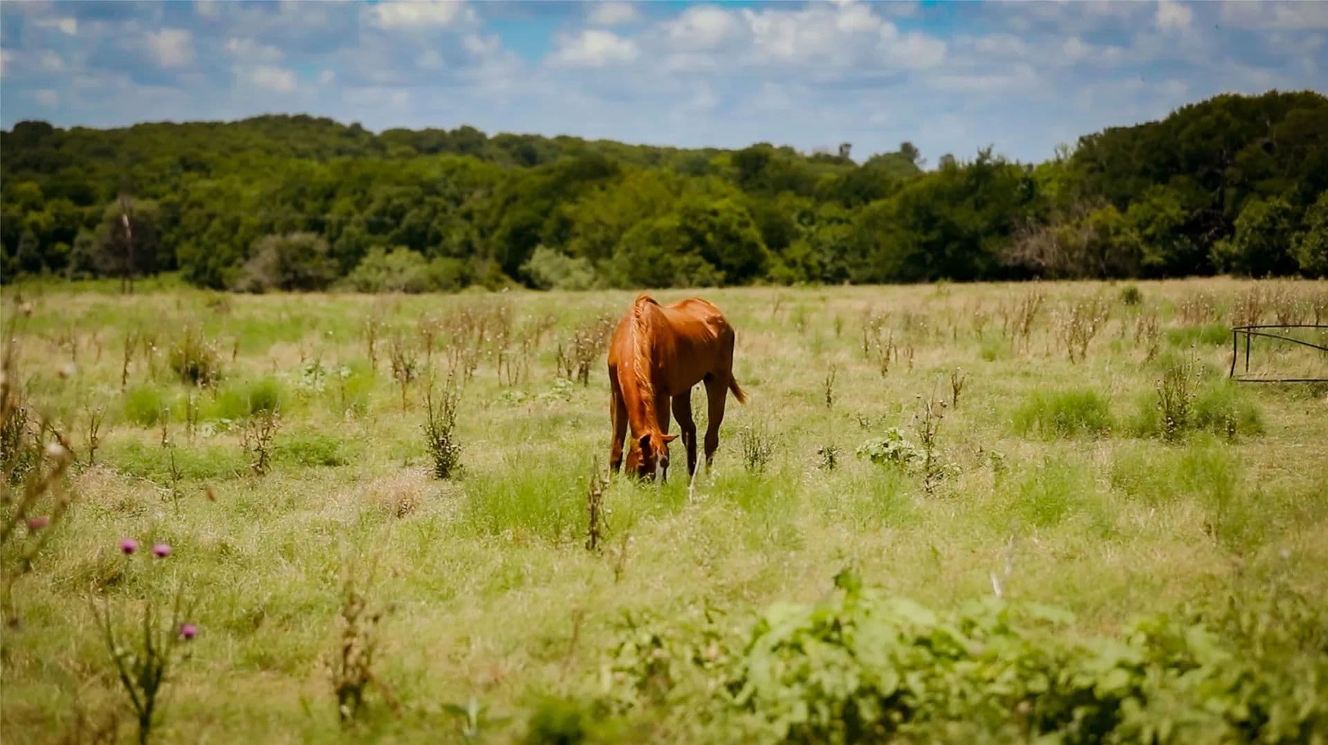 10.45 Acres of Land for Sale in Milford, TX - Milford, Texas, 76670