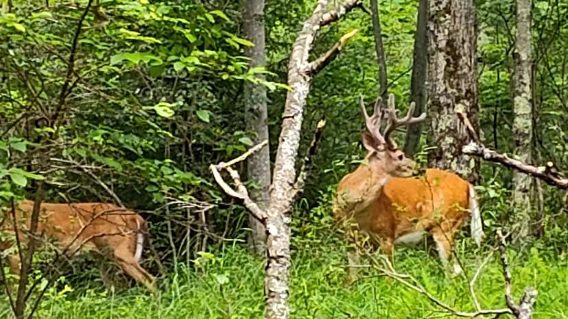 Lots & Land-Other in Tobyhanna