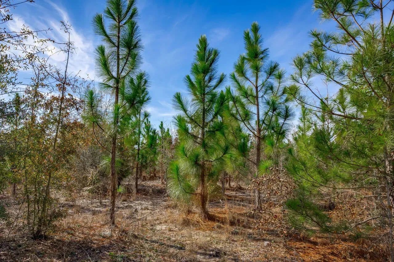 Blackwater Land Group Block C - 2 - Little Rock, South Carolina, 29567