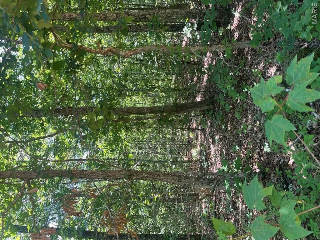 54.98 Acres of Land for Sale in Centerville, MO - Centerville, Missouri, 63633
