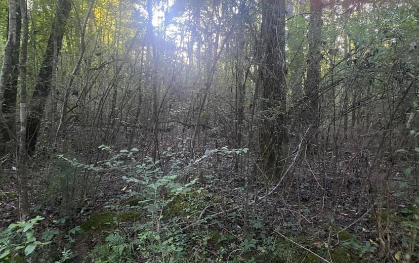 Vacant Land in Jasper