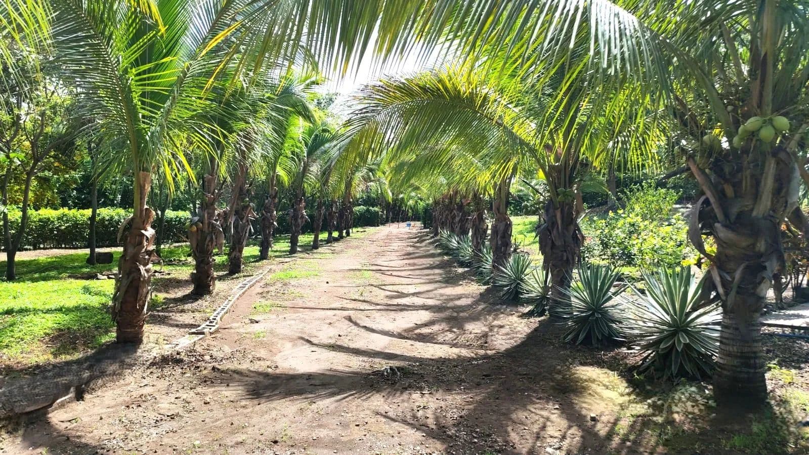 Finca Guacalito, Curubandé, Liberia, Guancaste - Costa Rica
