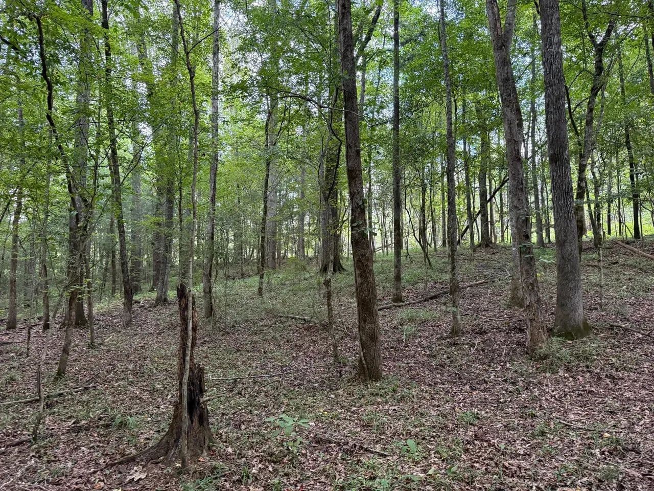 138 acres of Pine and Hardwood in Pike Co - Troy, Alabama, 36081