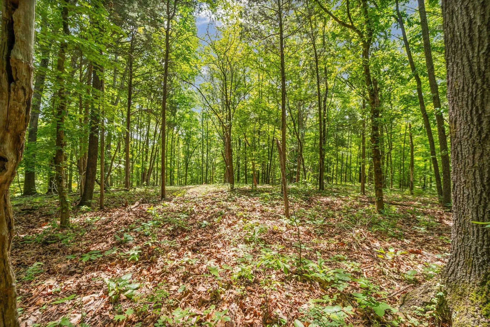 Property from 1 Budds Creek Road - KW - Palmyra, Tennessee, 37142