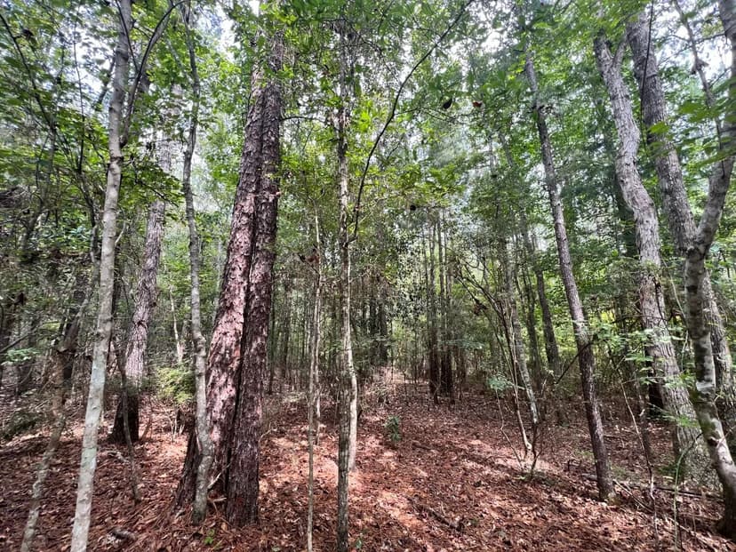 40 Acres in Wayne County, MS