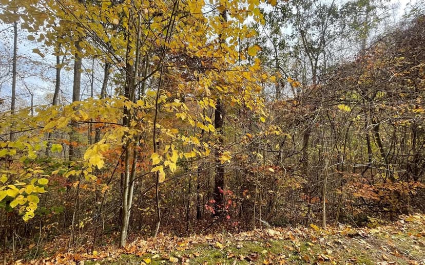 Lots & Land-Other in Hayesville