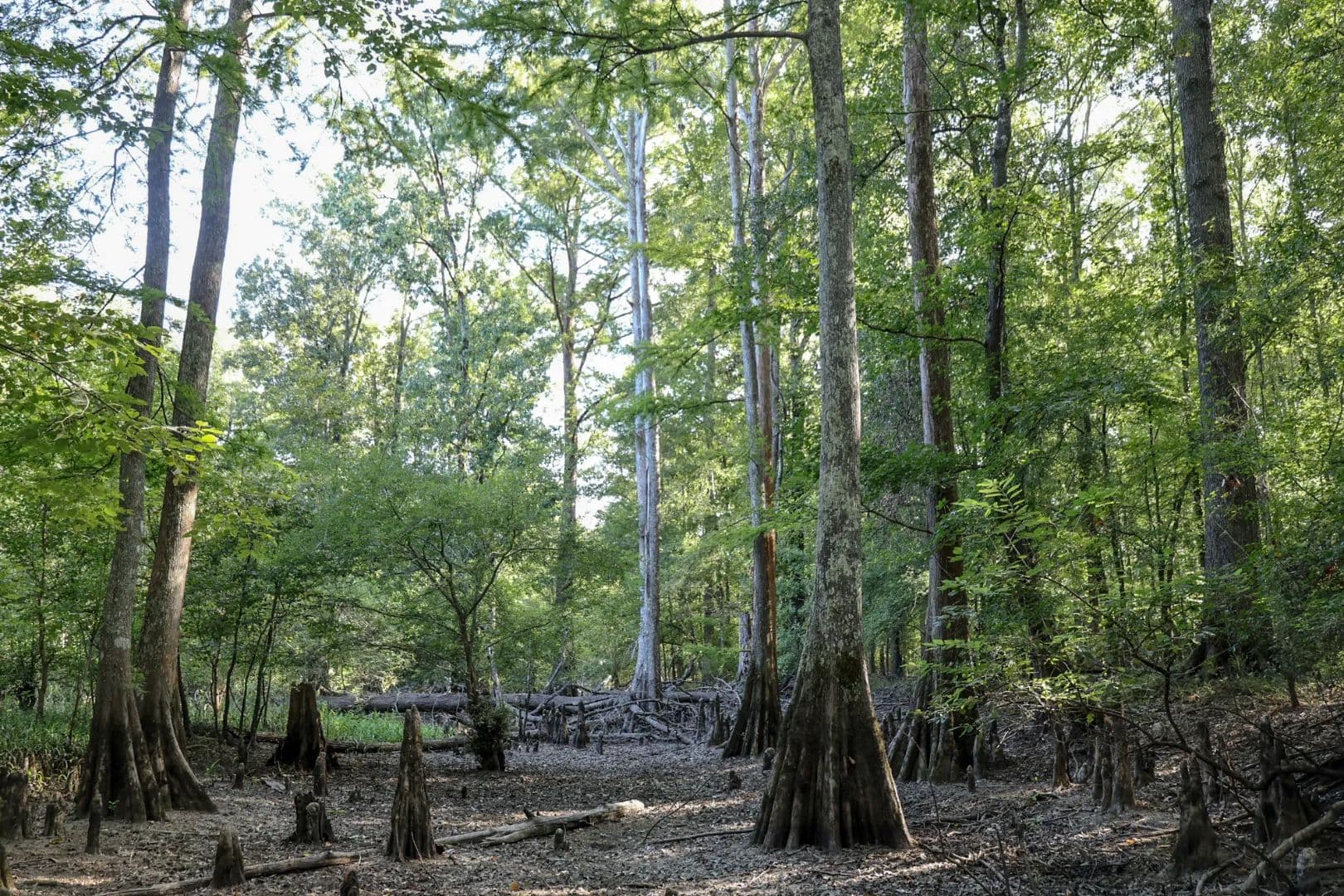 385 Acres in Jackson Parish, LA  - Eros, Louisiana, 71238