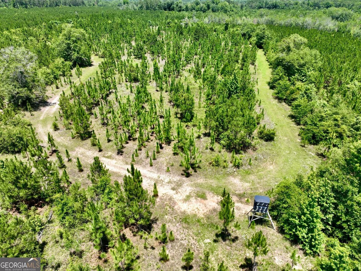 95.63 Acres of Land for Sale in Rhine, GA - Rhine, Georgia, 31077