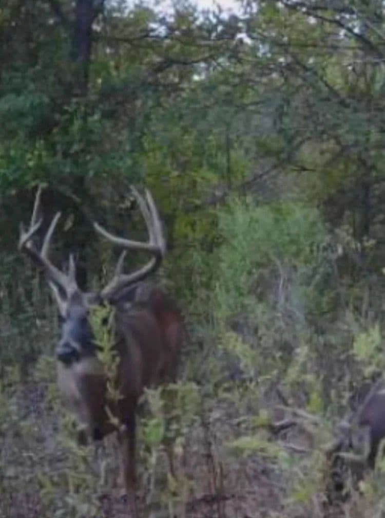 332.23 Acres with A Metal Camp-Shop Combination in Concordia Parish, LA 