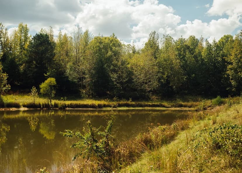 45 Acres in Panola County, MS 