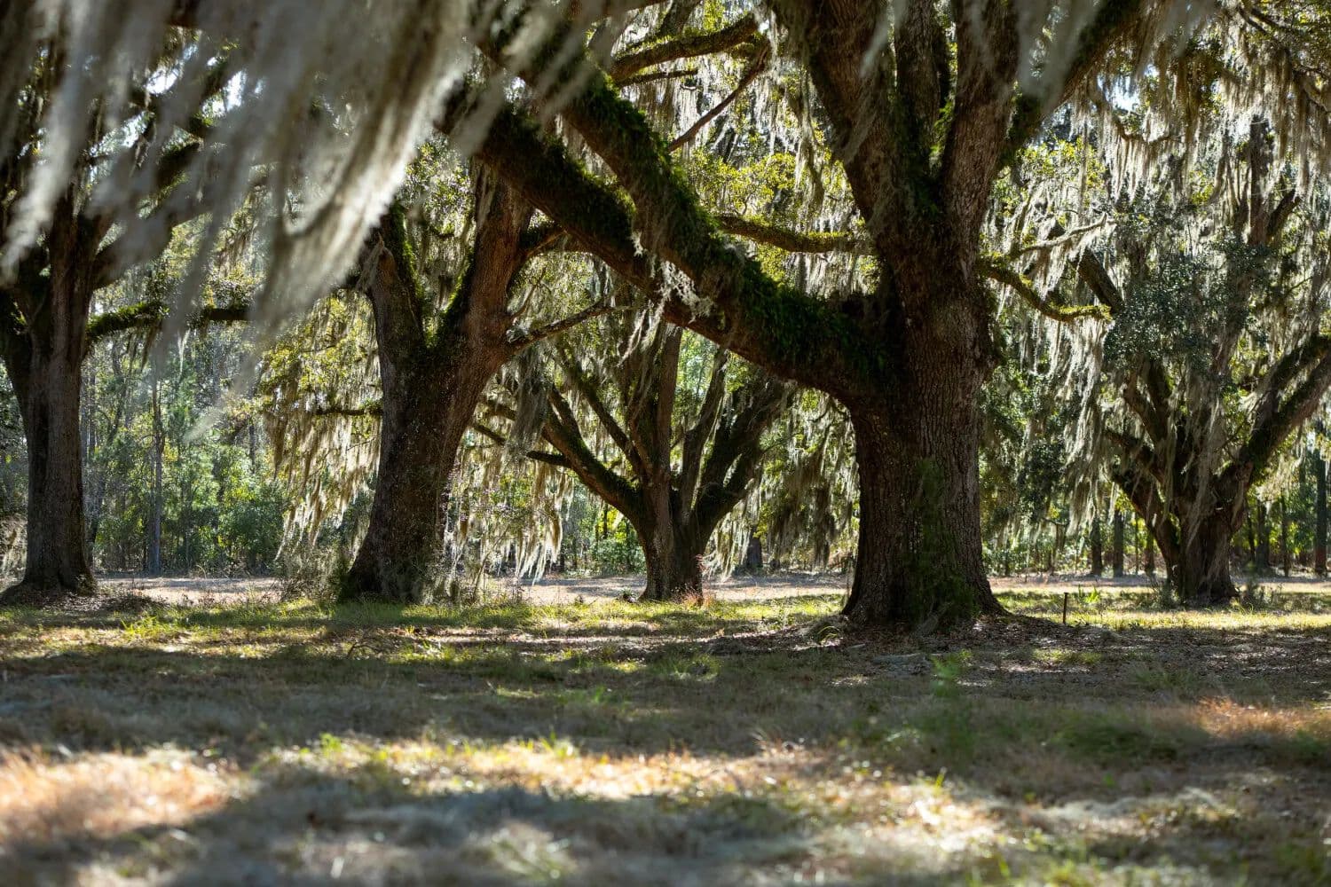 Historic Mauricena Plantation  –  Georgetown Waterfront Lot 2 - Georgetown, South Carolina, 29440