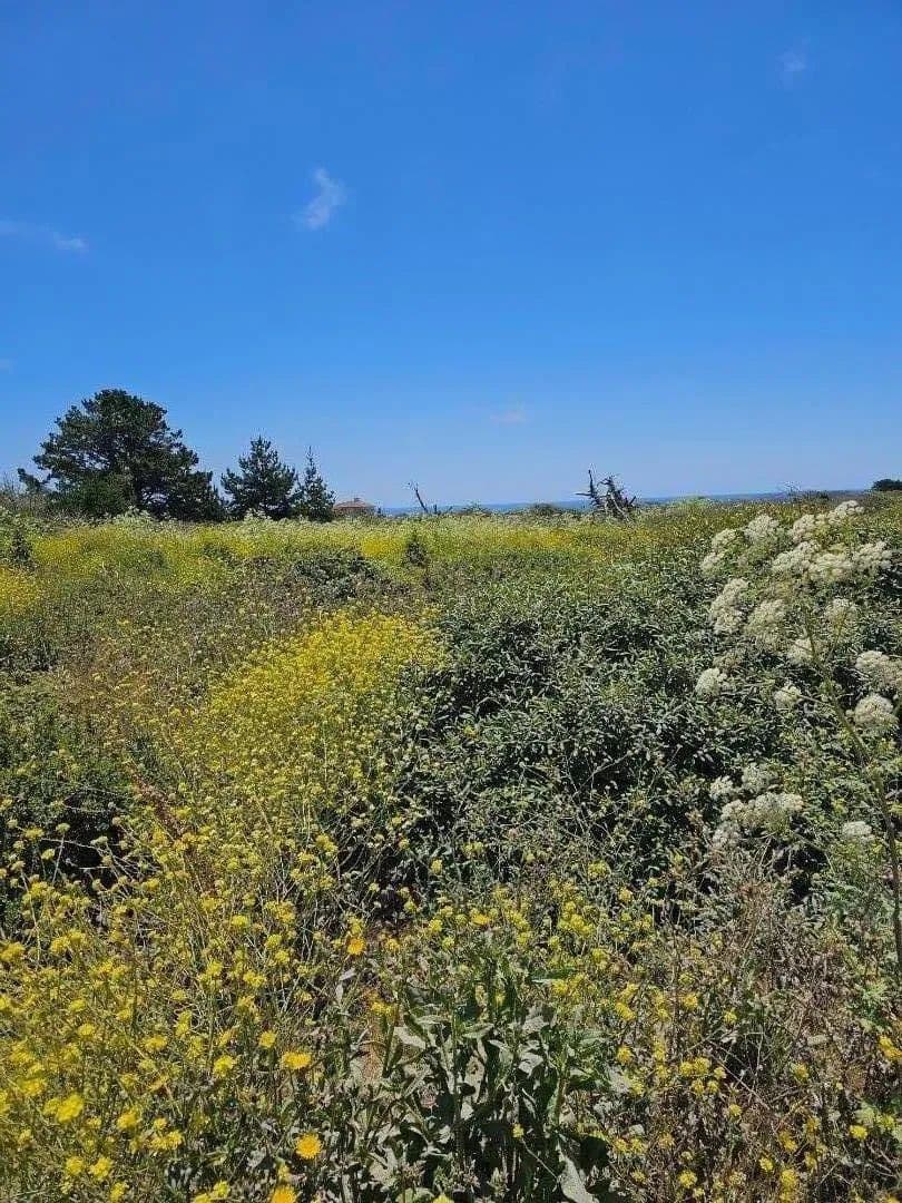 Vacant Land in Half Moon Bay