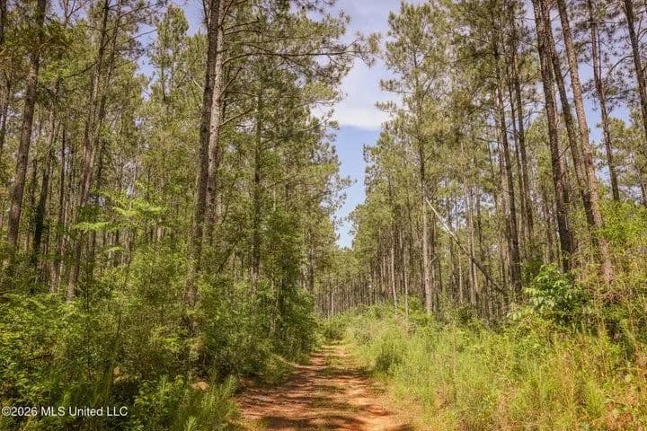 120 Acre Hunter's Paradise in South MS for Sale