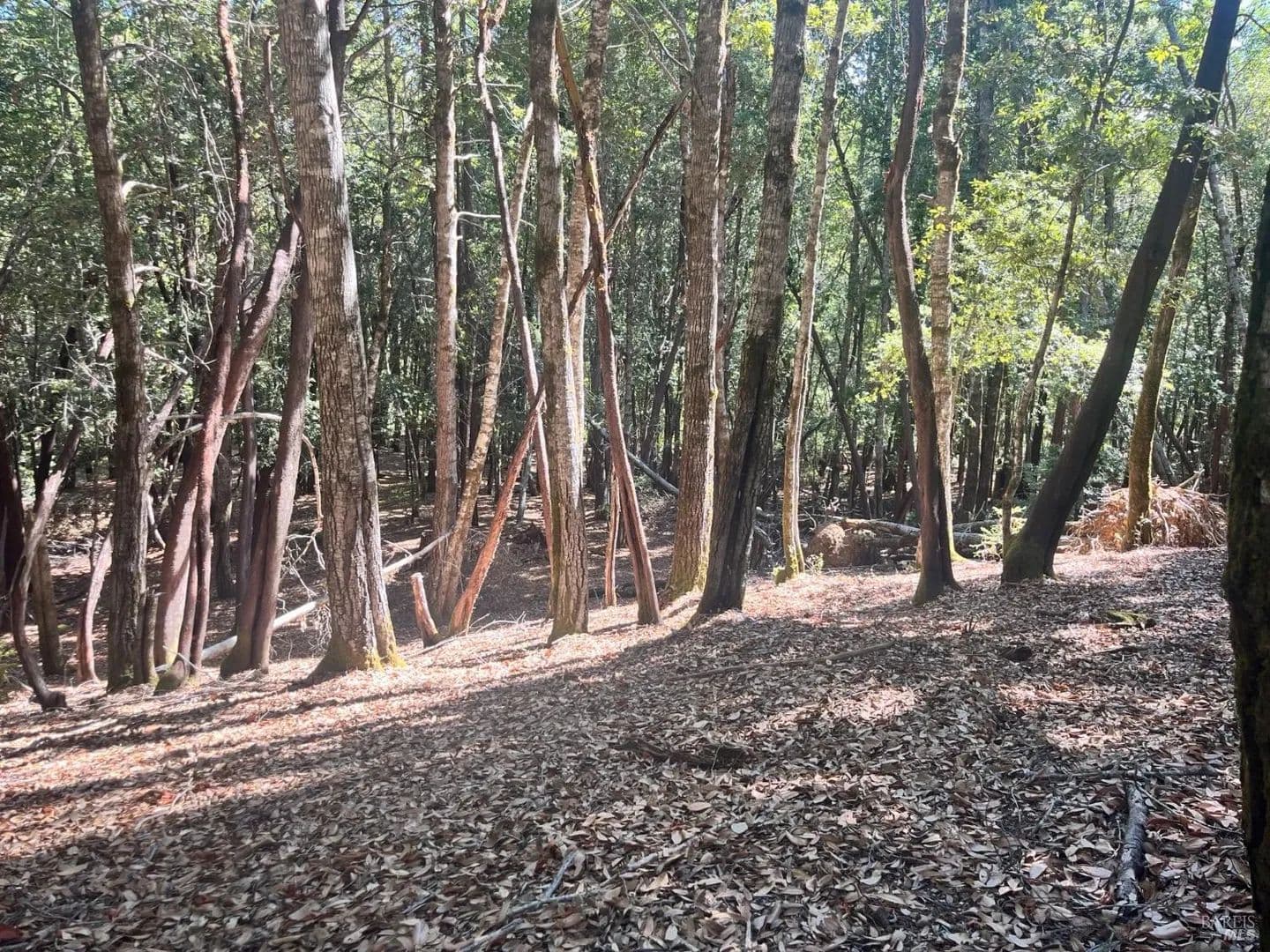 Lots & Land-Other in Willits - Willits, California, 95490