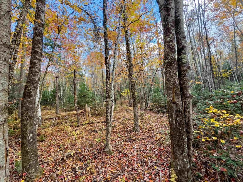 Vacant Land in Lunenburg