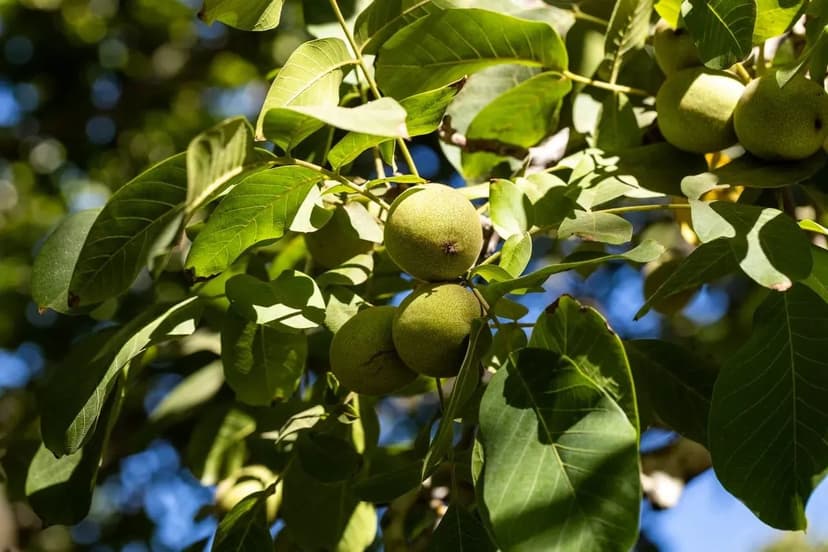 Grand Island Orchard & Headquarters