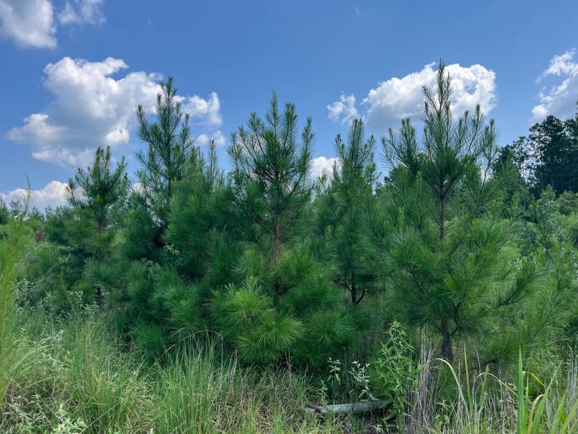 30+/- Acres for Sale Bienville, LA