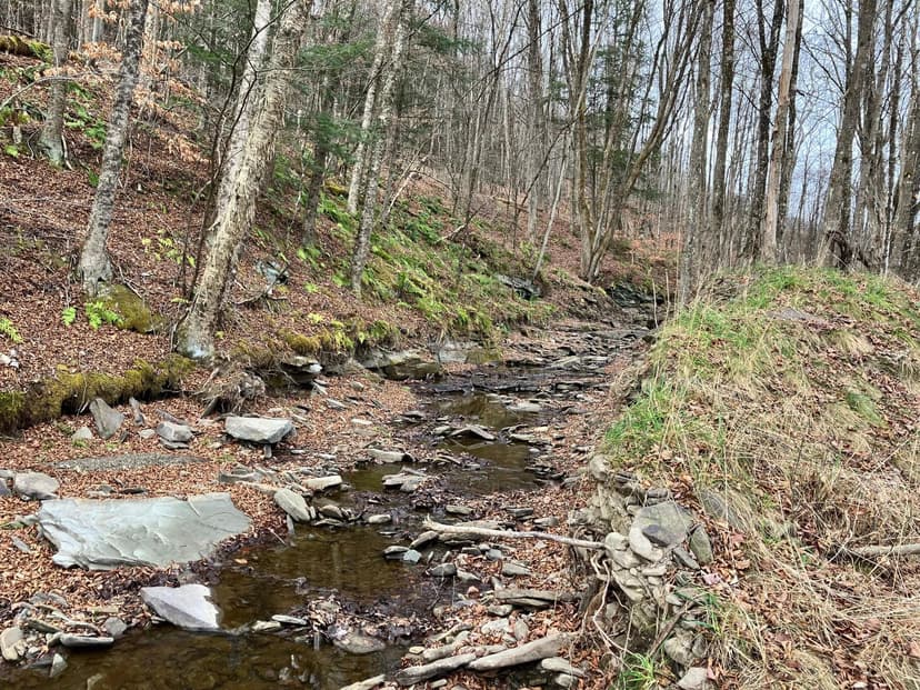 65 acres Hunting Land and Recreational Land with Stream in Deposit NY 645 Big Hollow Rd