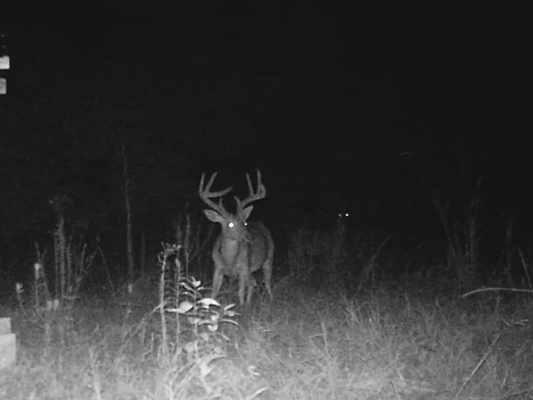 Gordonville Hunting, Timber and Recreation Tract - Gordonville, Alabama, 36040