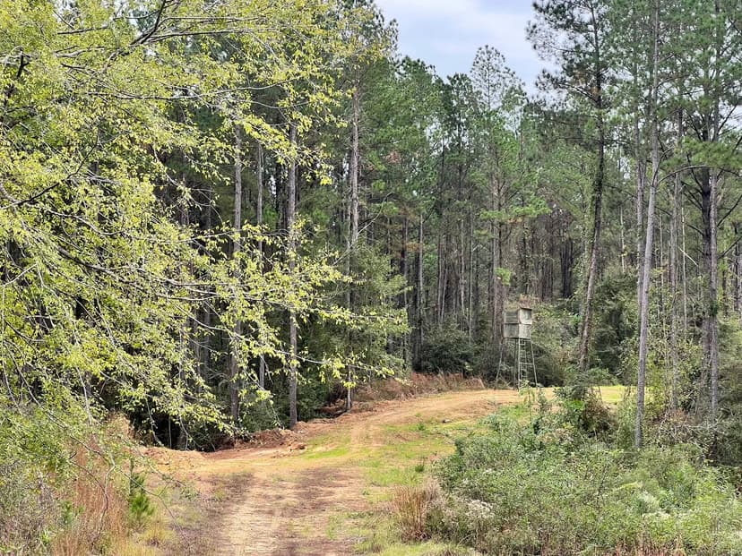 100 Acres in Amite County, MS 