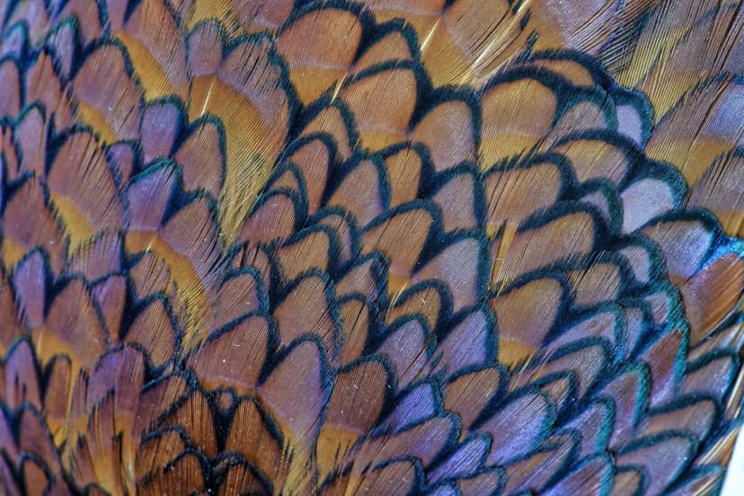 World-Class North Central Kansas Wildlife Management Property in Osborne County, KS