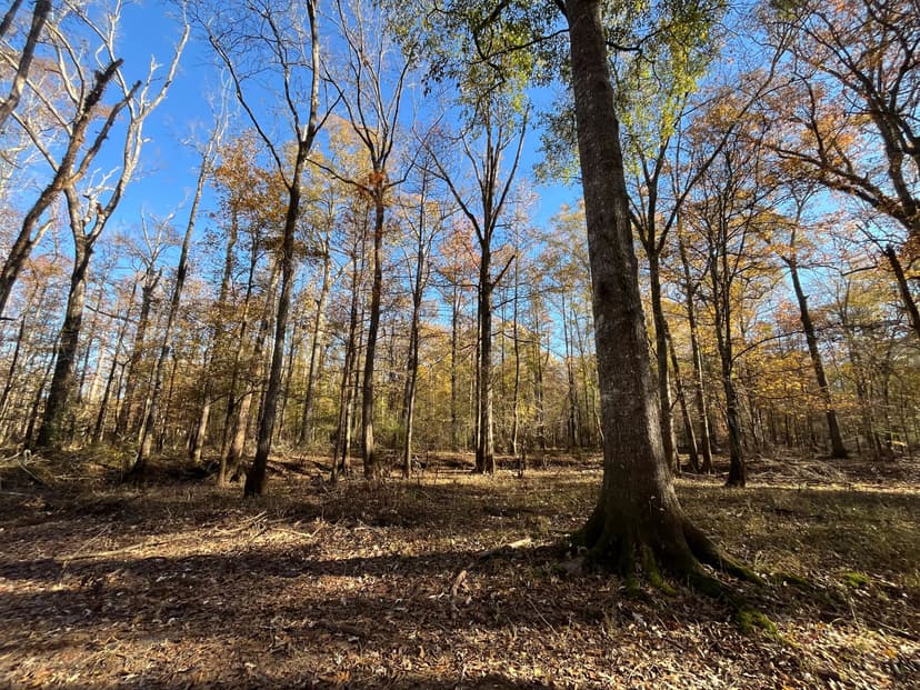147.16 Acres in Jackson Parish, LA 