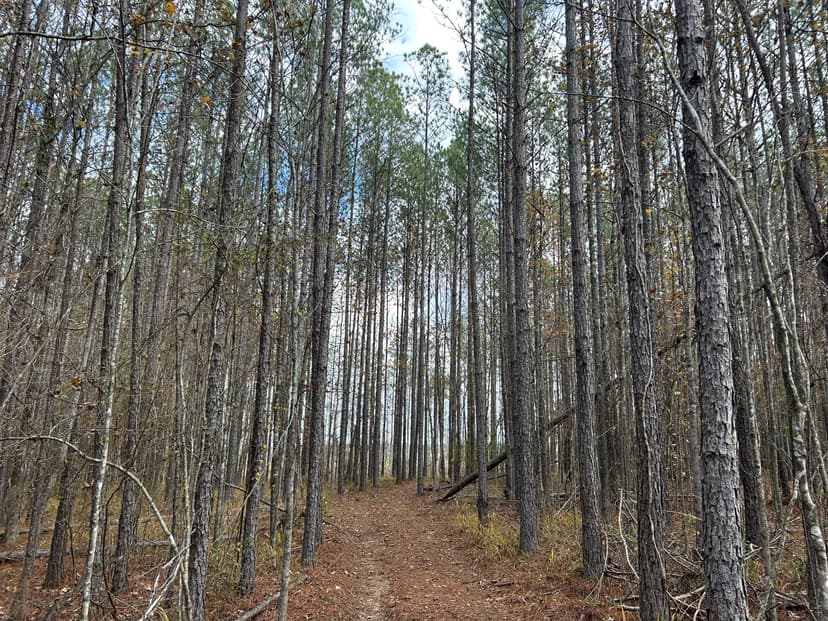 64.06 Acres in Rankin County, MS