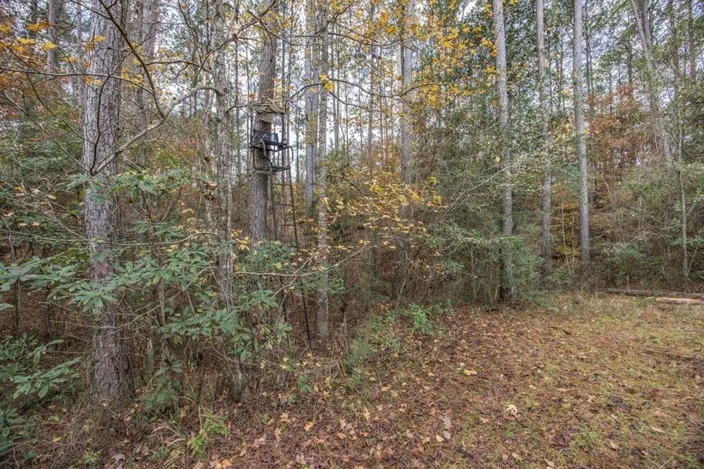 46+- Acres Connected to Homochitto Forest for Sale in Gloster, Mississippi - photo 10