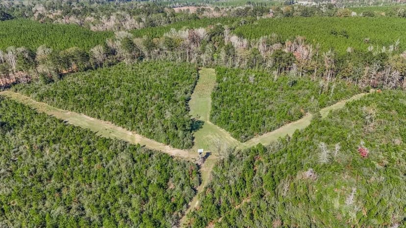 Hunting Land For Sale in Amite County MS